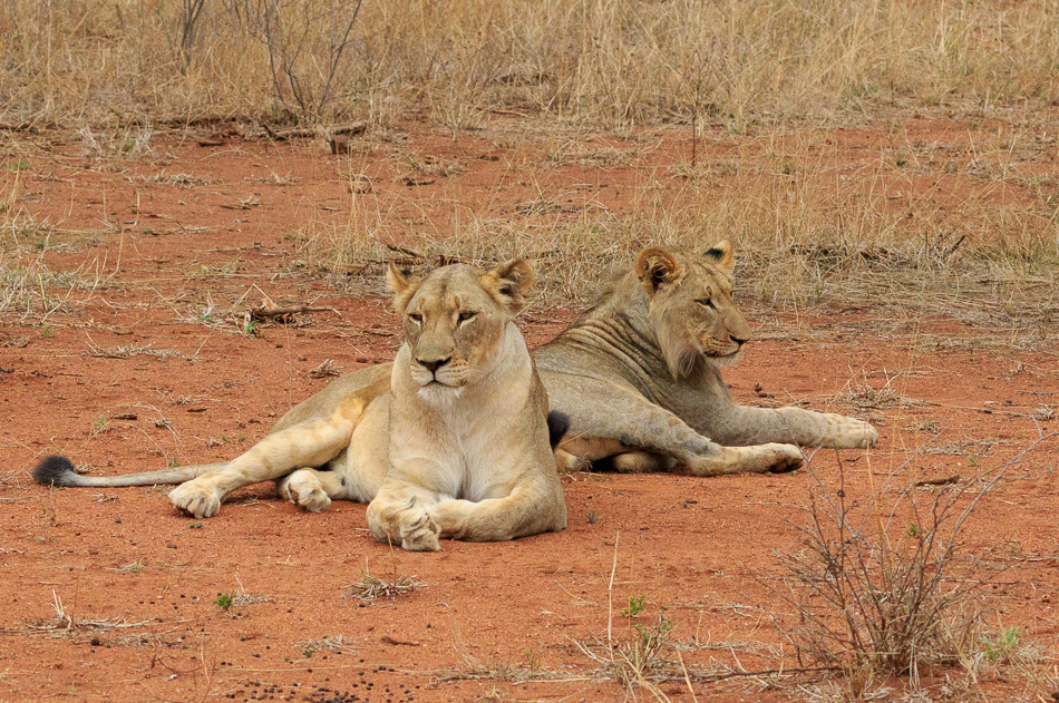 Leeuwen | Karongwe Game Reserve,  21 december 2018