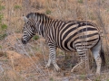 Zebra | Karongwe Game Reserve, 19 december 2018