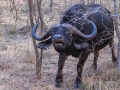 Buffel | Karongwe Game Reserve, 19 december 2018