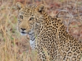 Luipaard | Karongwe Game Reserve, 20 december 2018