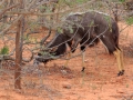 Nyala | Karongwe Game Reserve, 20 december 2018