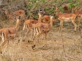 Impala's  | Karongwe Game Reserve, 20 december 2018