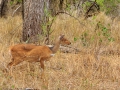 Gewone duiker  | Karongwe Game Reserve, 20 december 2018