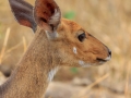 Gewone duiker  | Karongwe Game Reserve, 20 december 2018