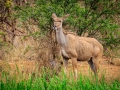 Kudu  | Karongwe Game Reserve, 20 december 2018