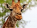 Giraffe  | Karongwe Game Reserve, 20 december 2018