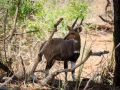 Nyala | Karongwe Game Reserve, 20 december 2018