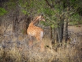 Giraffe  | Karongwe Game Reserve, 20 december 2018