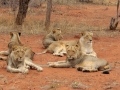 Leeuwen | Karongwe Game Reserve, 21 december 2018