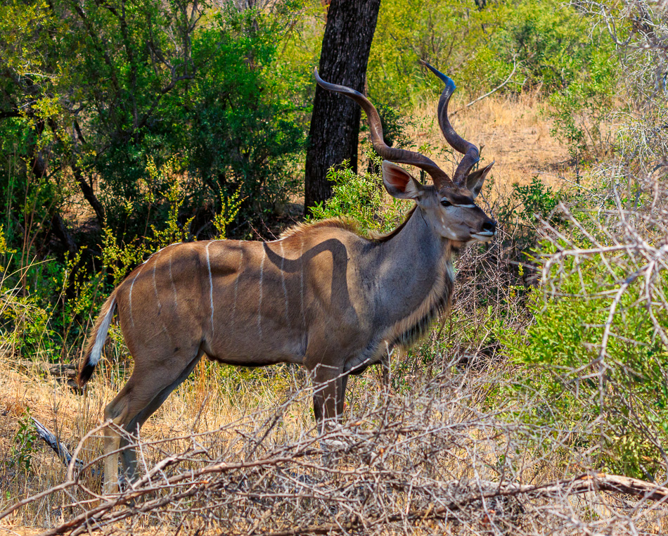 Kudu | Krugerpark, 21 december 2018