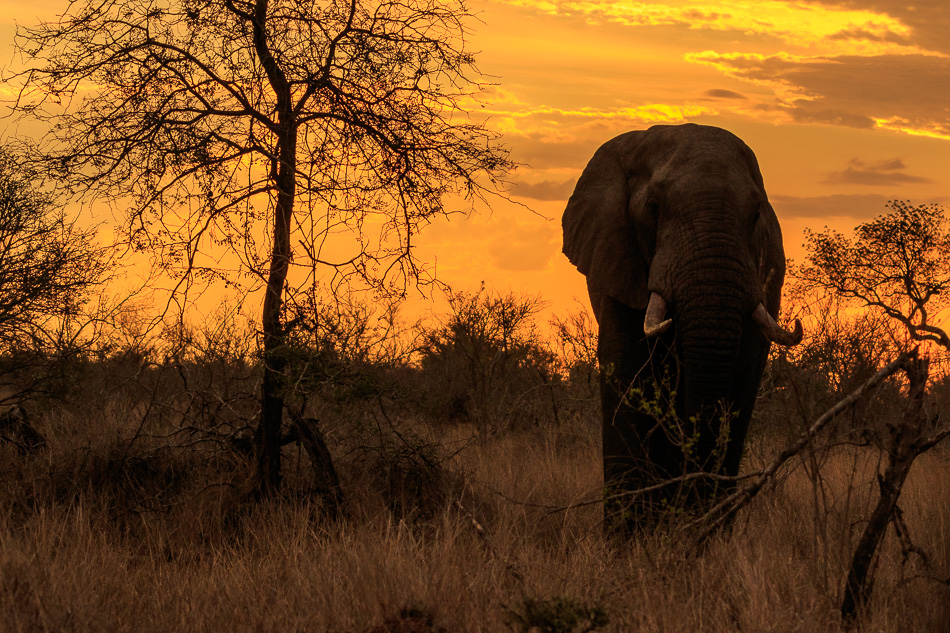 Olifant in ondergaande zon | Krugerpark, 21 december 2018