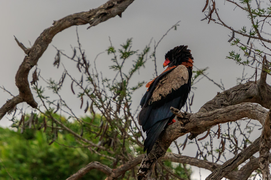 Bateleur | Krugerpark, 22 december 2018