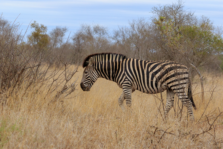 Zebra | Krugerpark, 22 december 2018