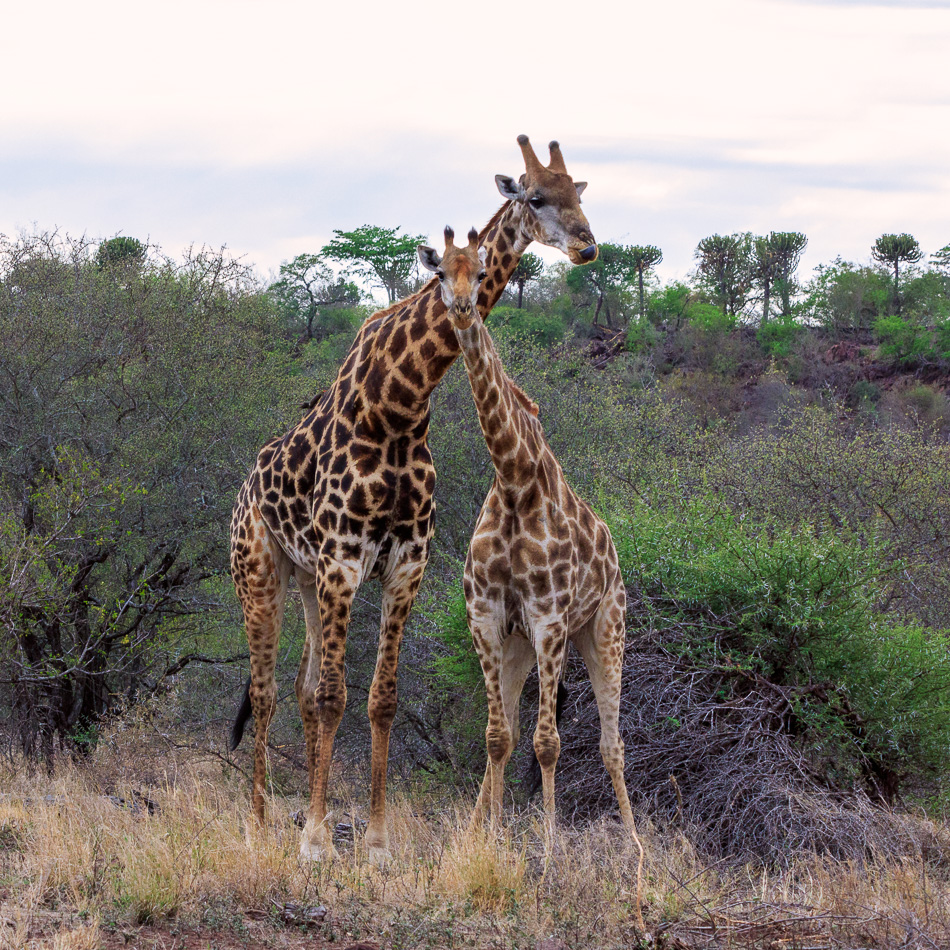 Giraffen | Krugerpark, 22 december 2018