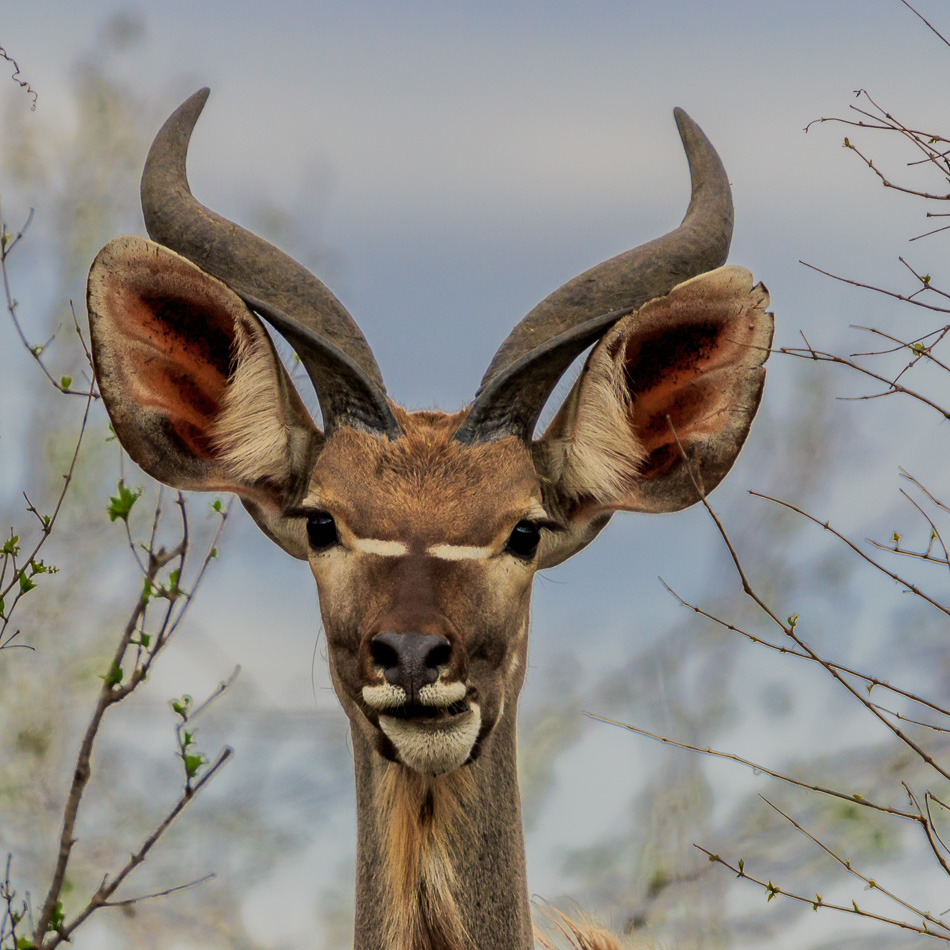 Kudu | Krugerpark, 22 december 2018