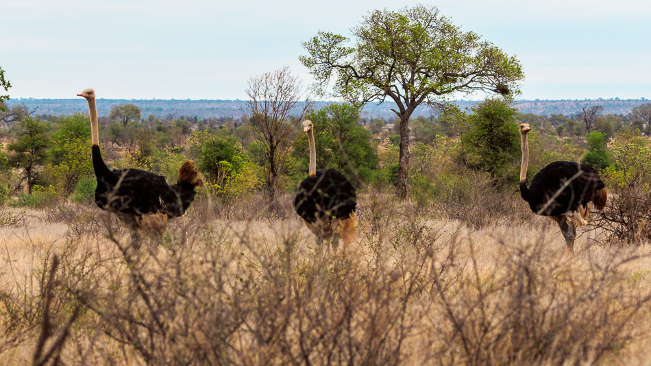 Struisvogel mannetjes | Krugerpark, 22 december 2018