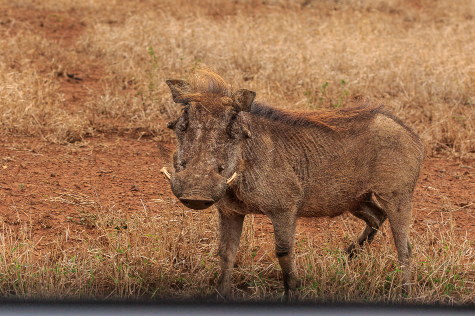 Wrattenzwijn | Krugerpark, 22 december 2018