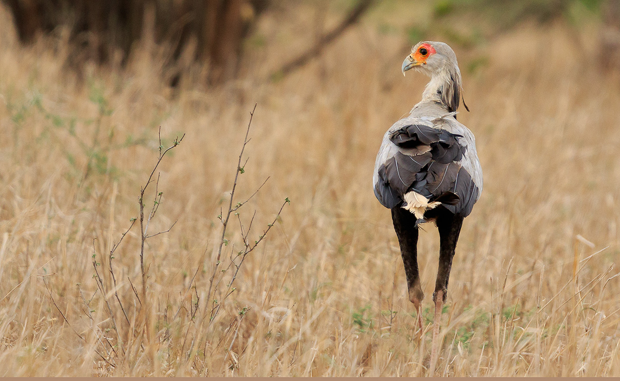 Secratarisvogel | Krugerpark, 22 december 2018