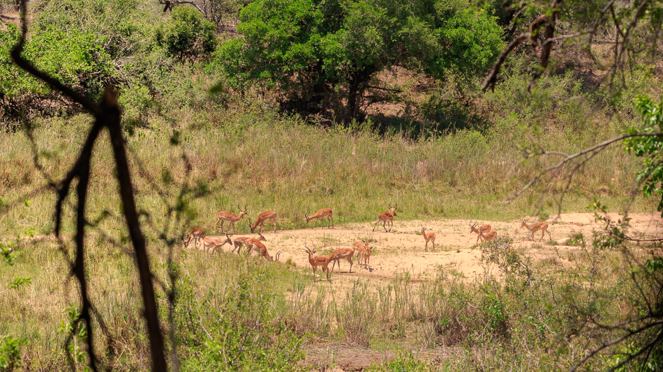 Impala's  | Krugerpark, 22 december 2018