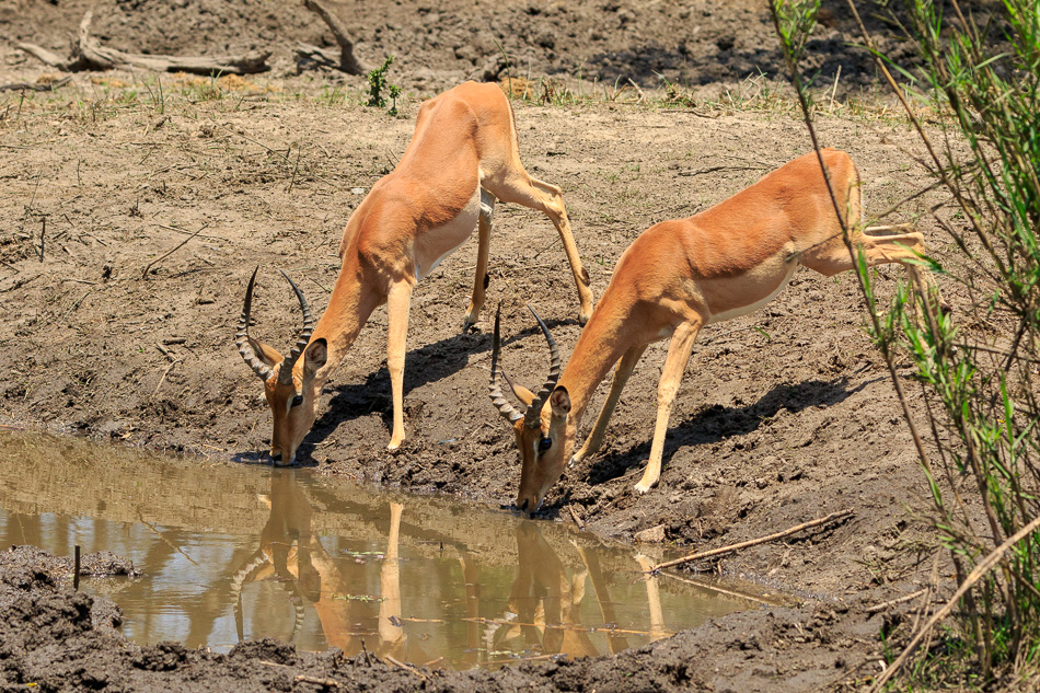 Impala' s  | Krugerpark, 22 december 2018
