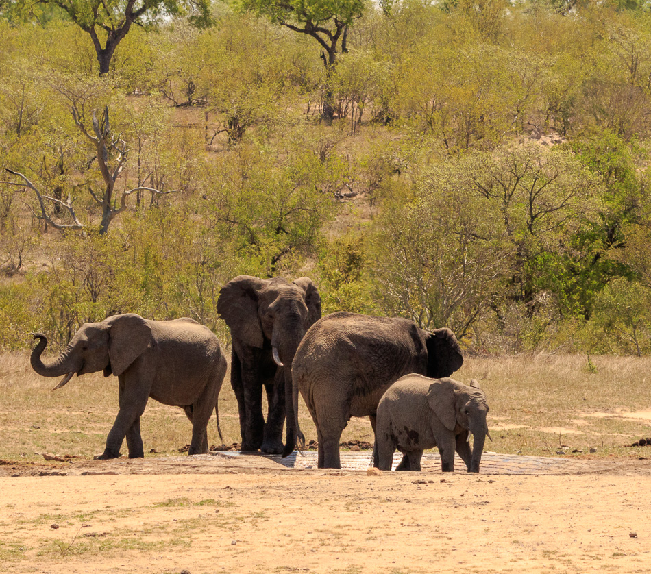 Olifanten  | Krugerpark, 22 december 2018