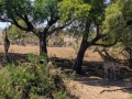 Giraffen in de schaduw | Krugerpark, 21 december 2018
