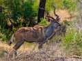 Kudu | Krugerpark, 21 december 2018