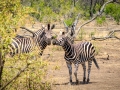 Zebra's | Krugerpark, 21 december 2018