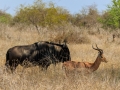 Gnoe en Impala | Krugerpark, 21 december 2018