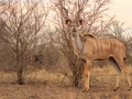 Kudu mannetje | Krugerpark, 21 december 2018