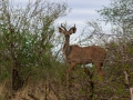 Kudu | Krugerpark, 22 december 2018
