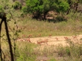 Impala's  | Krugerpark, 22 december 2018