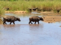 Buffels | Krugerpark, 22 december 2018