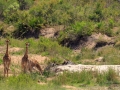 Giraffen  | Krugerpark, 22 december 2018