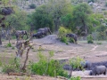 Olifanten en Neushoorns bij waterput  | Krugerpark, 22 december 2018