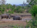 Neushoorns bij waterput  | Krugerpark, 22 december 2018