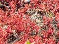 Wandelen in het Robberg Nature Reserve | Robberg Nature Reserve, Zuid-Afrika, 25 december 2018