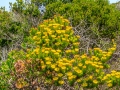 Wandelen in het Robberg Nature Reserve | Robberg Nature Reserve, Zuid-Afrika, 25 december 2018