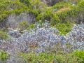 Wandelen in het Robberg Nature Reserve | Robberg Nature Reserve, Zuid-Afrika, 25 december 2018