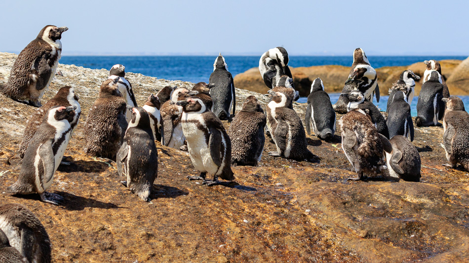 Pinguins | Boulders Beach, Zuid-Afrika, 1 december 2018