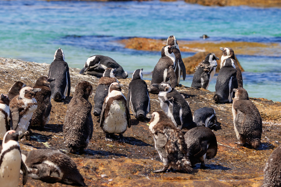 Pinguins | Boulders Beach, Zuid-Afrika, 1 december 2018