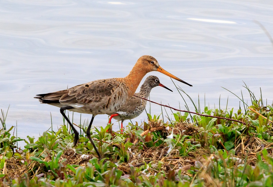 Grutto en Tureluur | Eendrachtspolder, 27 maart 2019