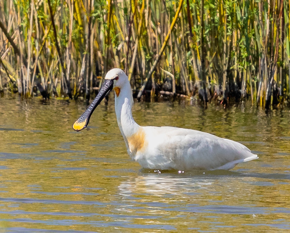 Lepelaar | Eendrachtspolder, 19 April 2019