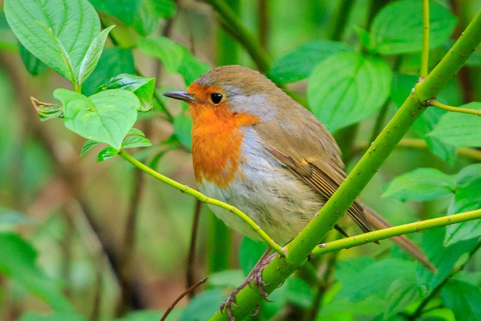 Roodborst | Land van Bartje, 26 april 2019
