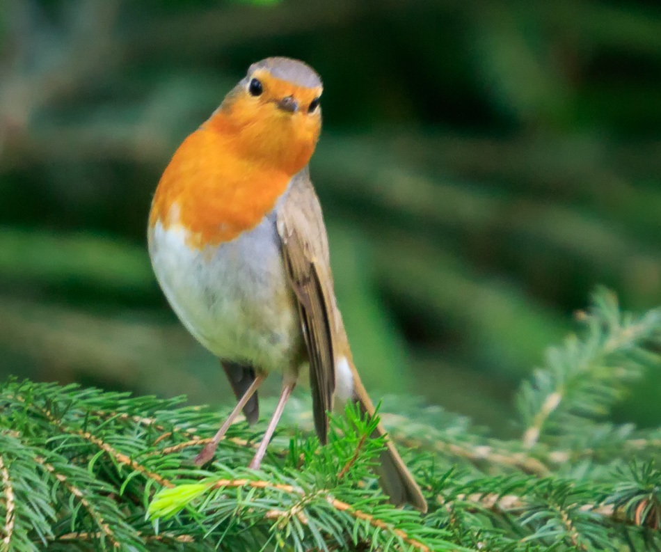 Roodborst | Land van Bartje, 26 april 2019