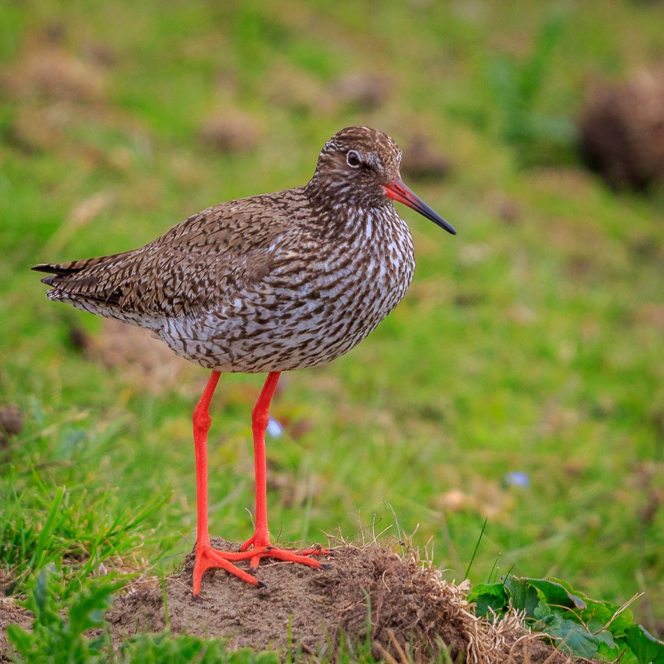Tureluur | Eendrachtspolder, 9 mei 2019
