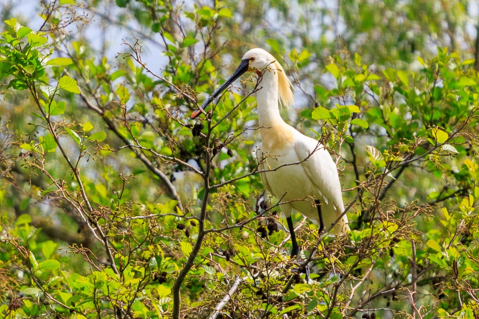 Lepelaar | Zevenhuizerplas, 10 mei 2019