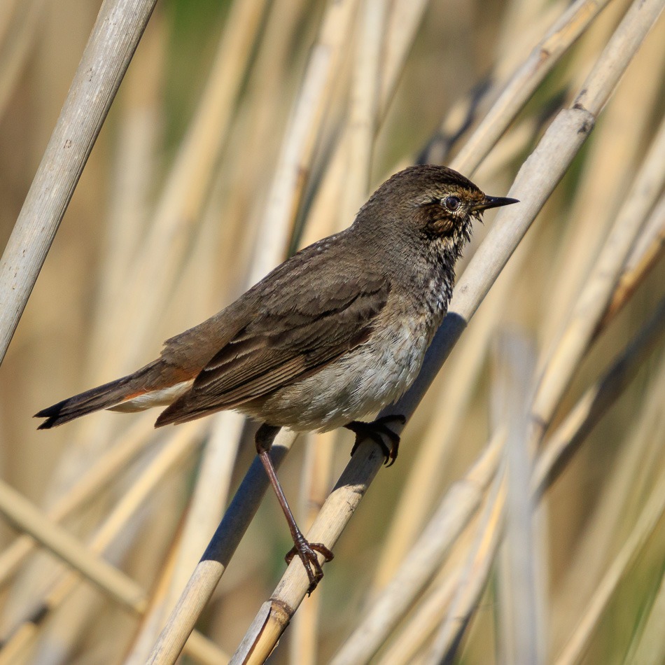 Blauwborst (vrouwtje) | Zevenhuizerplas, 13 mei 2019