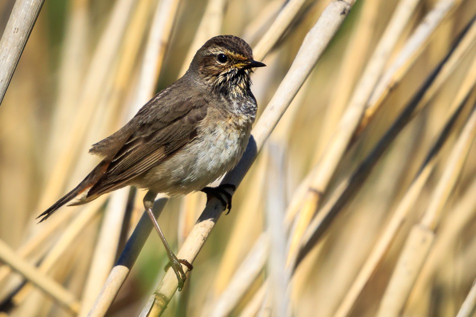 Blauwborst (vrouwtje) | Zevenhuizerplas, 13 mei 2019