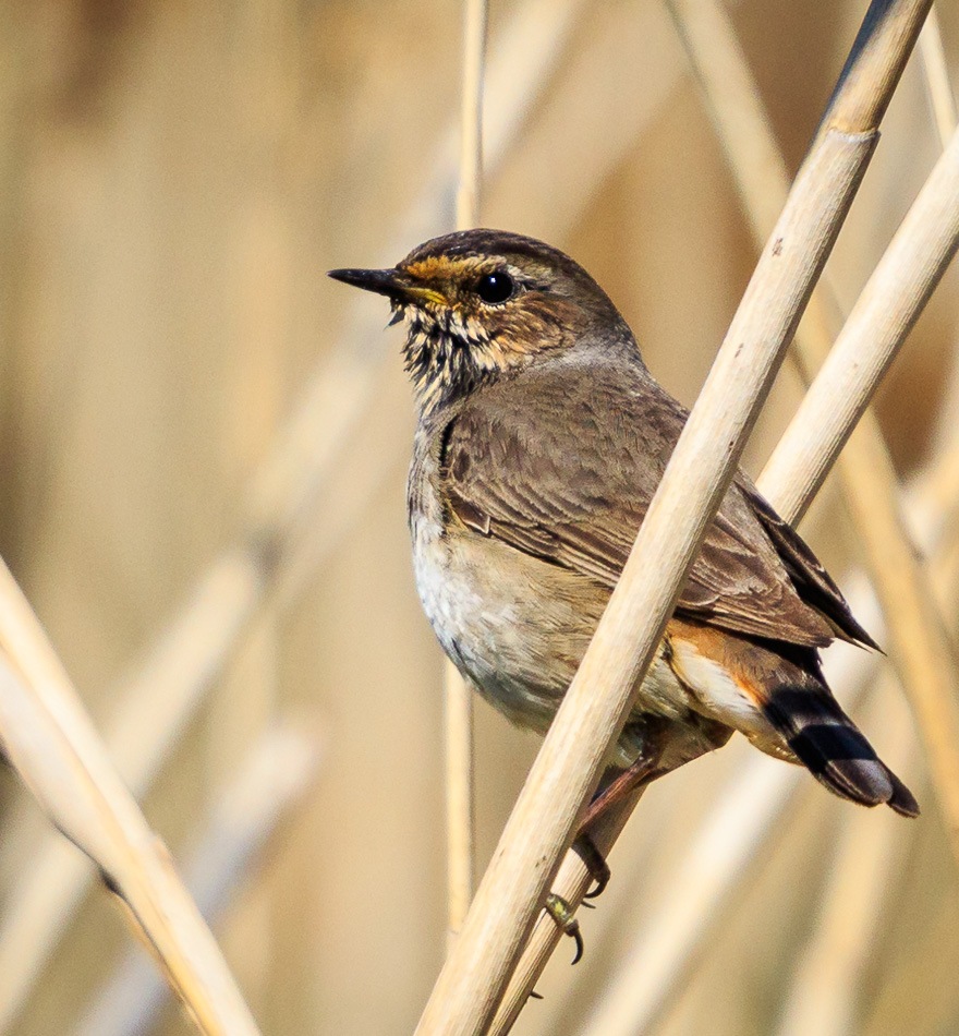 Blauwborst (vrouwtje) | Zevenhuizerplas, 13 mei 2019